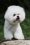 BICHON FRISE 164